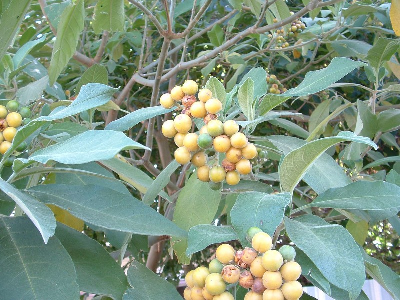 Woolly nightshade (tobacco weed)