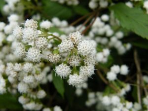 Ageratina Riparia - Image courtesy of Weedbusters