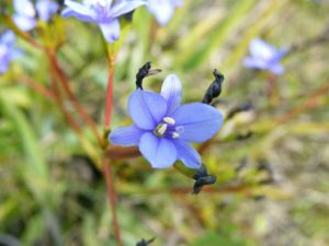 Aristea Ecklonii - Image courtesy of Weedbusters