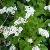 Chinese privet