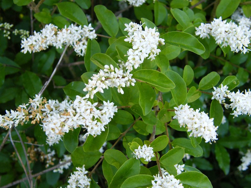 Chinese privet