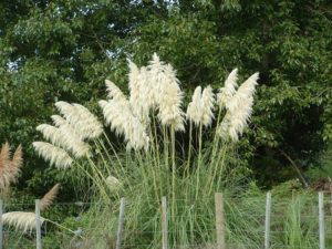 Cortaderia Selloana - Photo courtesy of Weedbusters