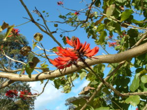 Erythrina x sykesii - Image courtesy of Weedbusters