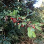 Cotoneaster