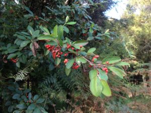 Cotoneaster