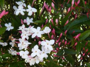 Jasminum polyanthum - Image courtesy of Weedbusters