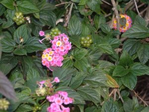 Lantana Camara var aculeata - Image courtesy of Weedbusters