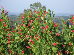 Malvaviscus Arboreus Var Crummondii - Image curteous of Texassuperstar