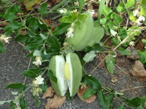 Moth Plant