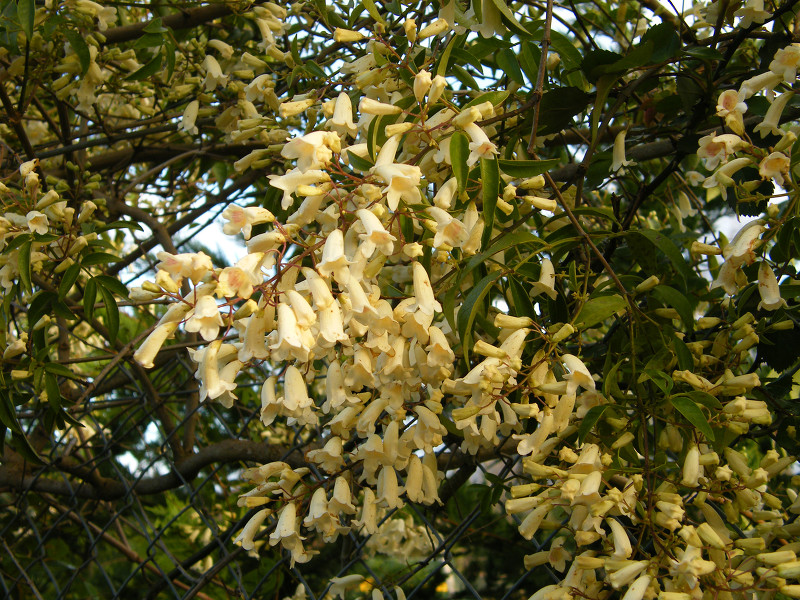 Hakea salicifolia - Image courtesy of Weedbusters 