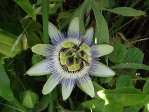 Passiflora Caerulea - Image courtesy of Weedbusters