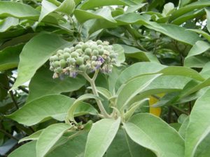 Solanum Mauritianum - Image courtesy of Weedbusters