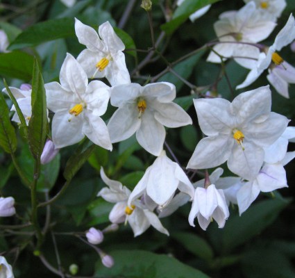 Solanum Mauritianum - Image courtesy of Weedbusters