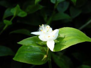 Tradescantia Fluminensis - Image courtesy of Weedbusters