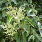 Tree privet