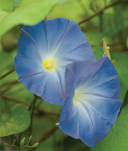 Blue Morning Glory - Image courtesy of http://www.burpee.com/