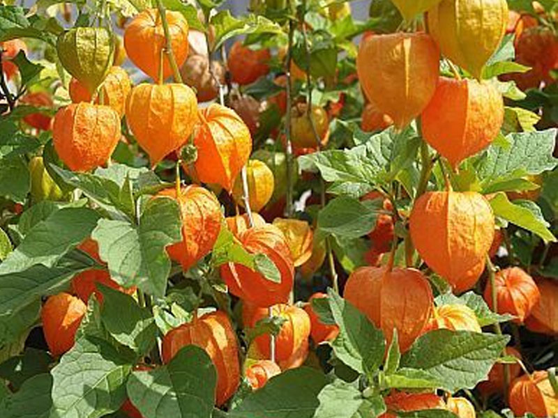 Cape Gooseberry- Image courtesy of exotic plants.