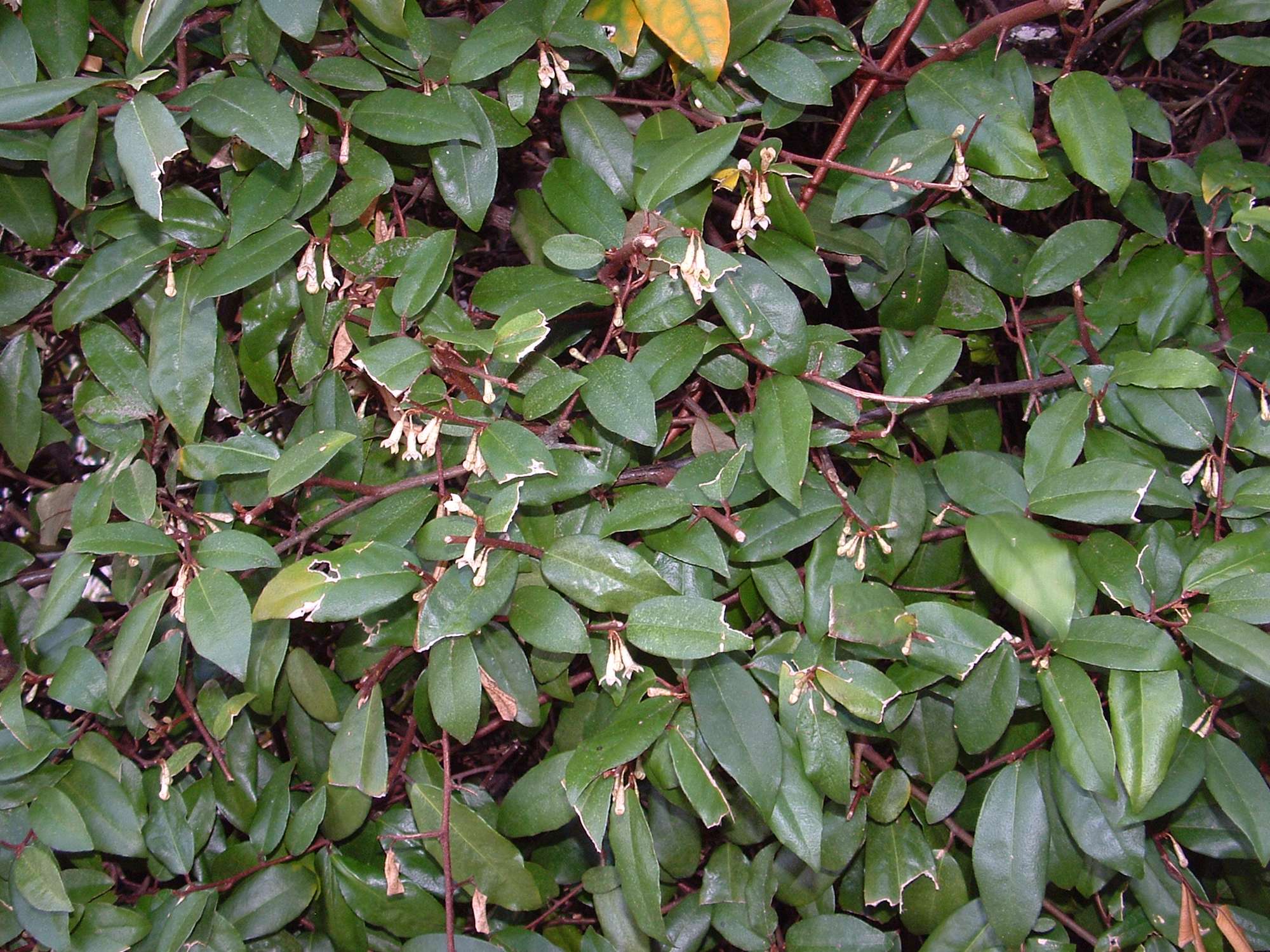 Elaeagnus