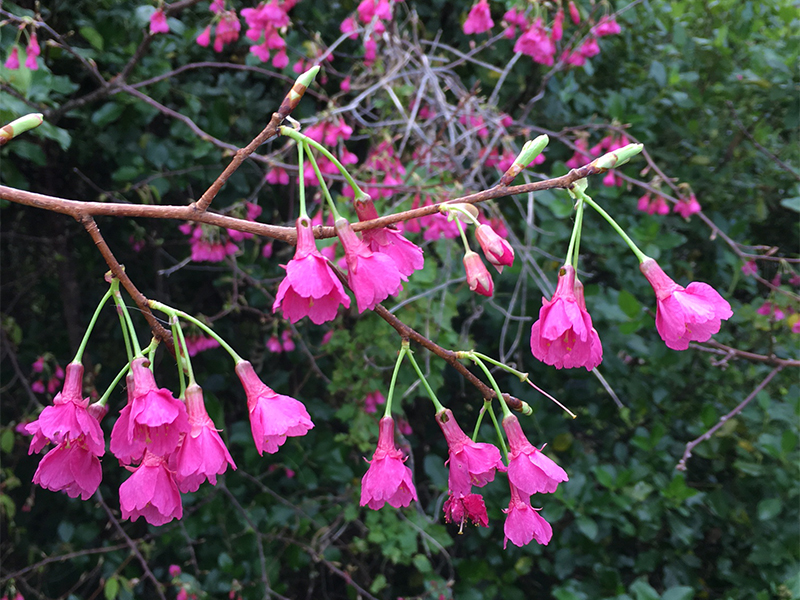 Prunus campanulata - Image courtesy of Weedbusters